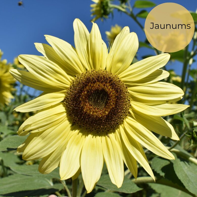 Saulespuķe “Moonshine” (Helianthus annuus) 0,5g
